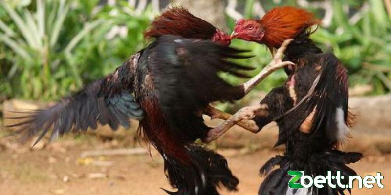 Đá gà đòn hay gà cựa tại Bình Định được xem như bộ môn võ thuật 